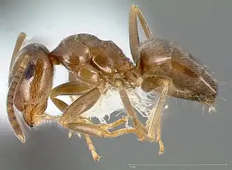 Lasius crypticus