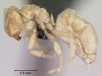 Lasius fallax