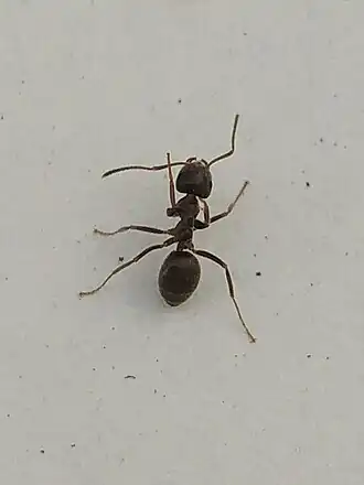 Lasius grandis