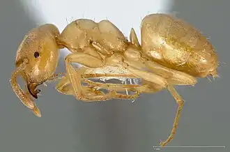 Lasius humilis