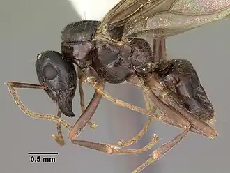 Lasius interjectus