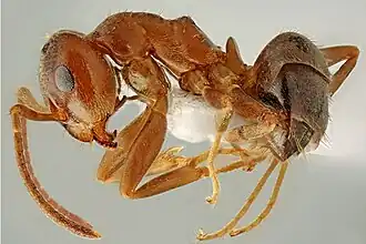 Lasius lasioides