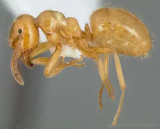 Lasius latipes