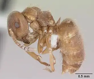 Lasius minutus