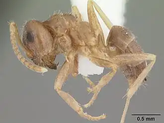 Lasius neoniger