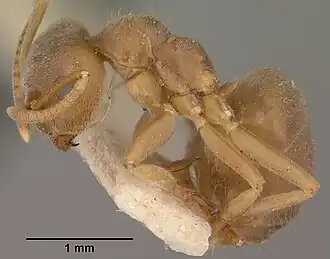 Lasius pallitarsis