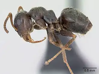 Lasius paralienus