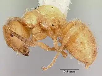 Lasius plumopilosus
