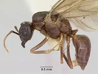 Lasius pogonogynus