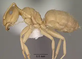 Lasius sitiens