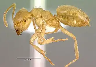 Lasius sonobei
