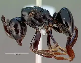 Lasius spathepus