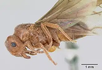 Lasius speculiventris