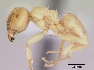 Lasius subglaber