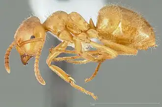 Lasius vestitus