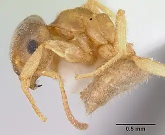 Lasius xerophilus