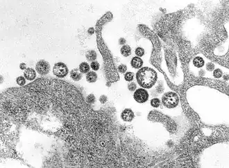 Lassavirus