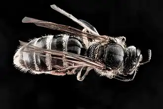 Lasioglossum truncatum