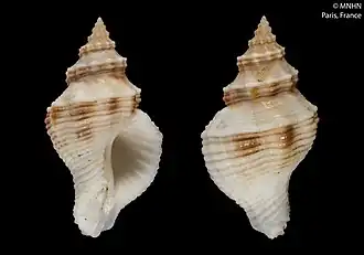 Lataxiena solenosteiroides