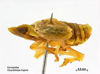 Carystoterpa fingens