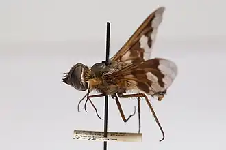 Exoprosopa pueblensis