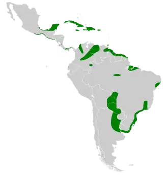 Geelbuikporseleinhoen