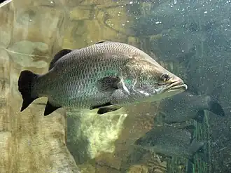 Barramundi