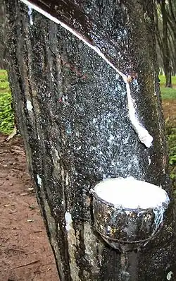 Latexproductie in de buurt van Purwakarta - Java - Indonesië