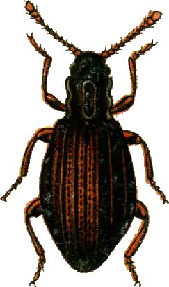 Stephostethus pandellei
