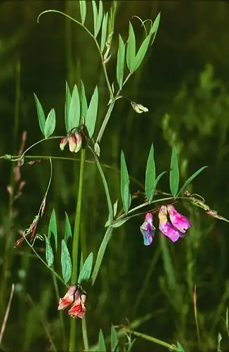 Moeraslathyrus