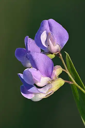 Moeraslathyrus