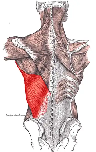 Musculus latissimus dorsi