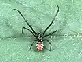Latrodectus elegans (mannetje)