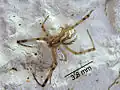 Latrodectus hesperus (mannetje)