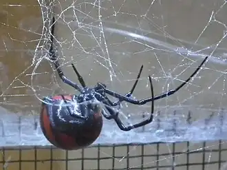 Latrodectus corallinus