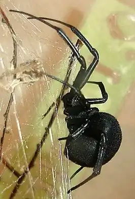 Latrodectus lilianae