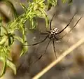Latrodectus tredecimguttatus (mannetje)