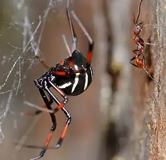 Latrodectus variolus