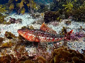 Latropiscis purpurissatus