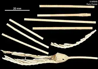 Laubiericrinus pentagonalis