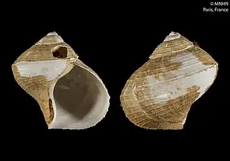 Laubierina peregrinator