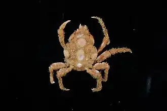 Laubierinia carinata