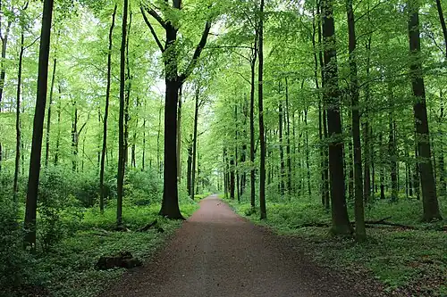 Natuurreservaat Wickeder Ostholz