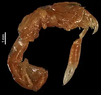 Laurentgourretia rhopalommata