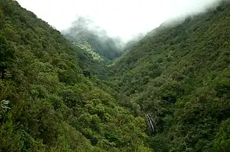 Laurisilva van Madeira