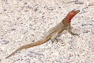 Microlophus delanonis