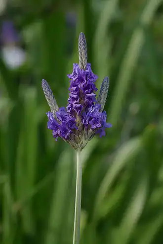Lavendel