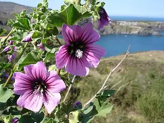 Malva arborea