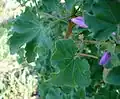 Malva arborea (blad)