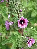Malva arborea